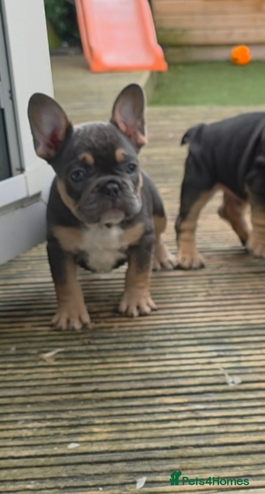 French Bulldog dogs for sale: French bulldog puppys - Advert 10
