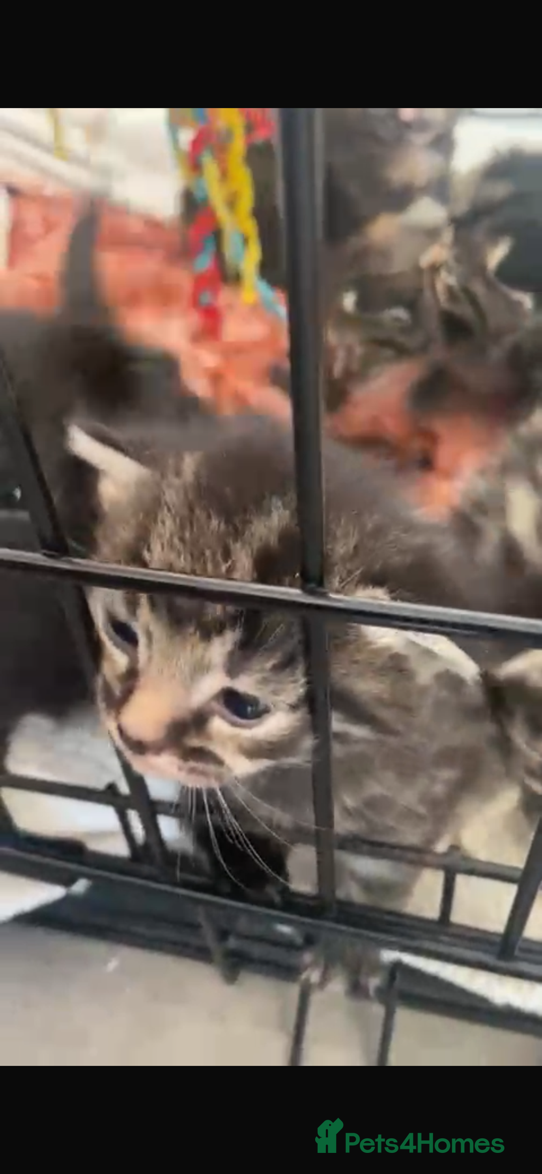 Bengal cats for sale: 7 little kittens  - Advert 4