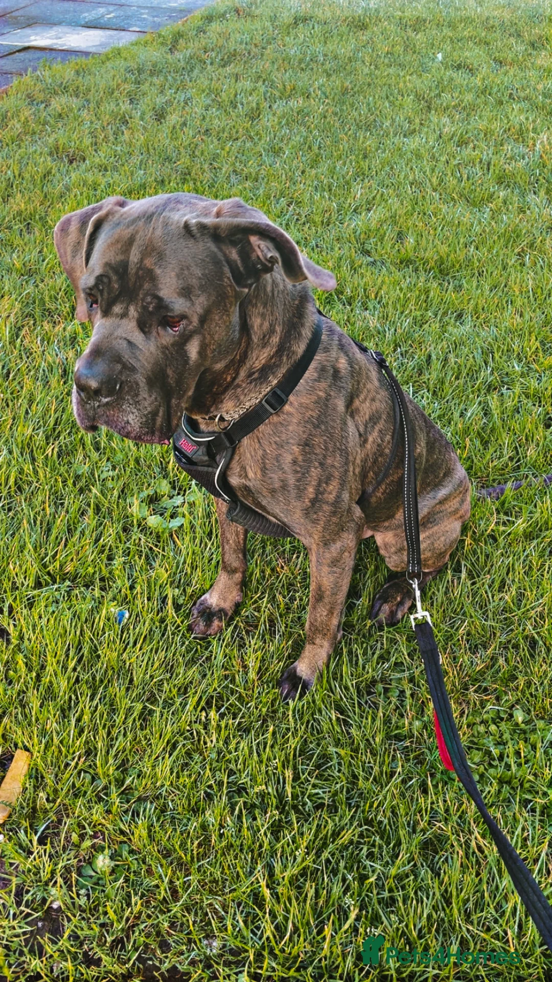 Cane Corso dogs for sale: Male cane corso  - Advert 2