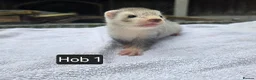 Ferret rodents for sale: Silver Ferret Kits Ready To Leave - Advert 3