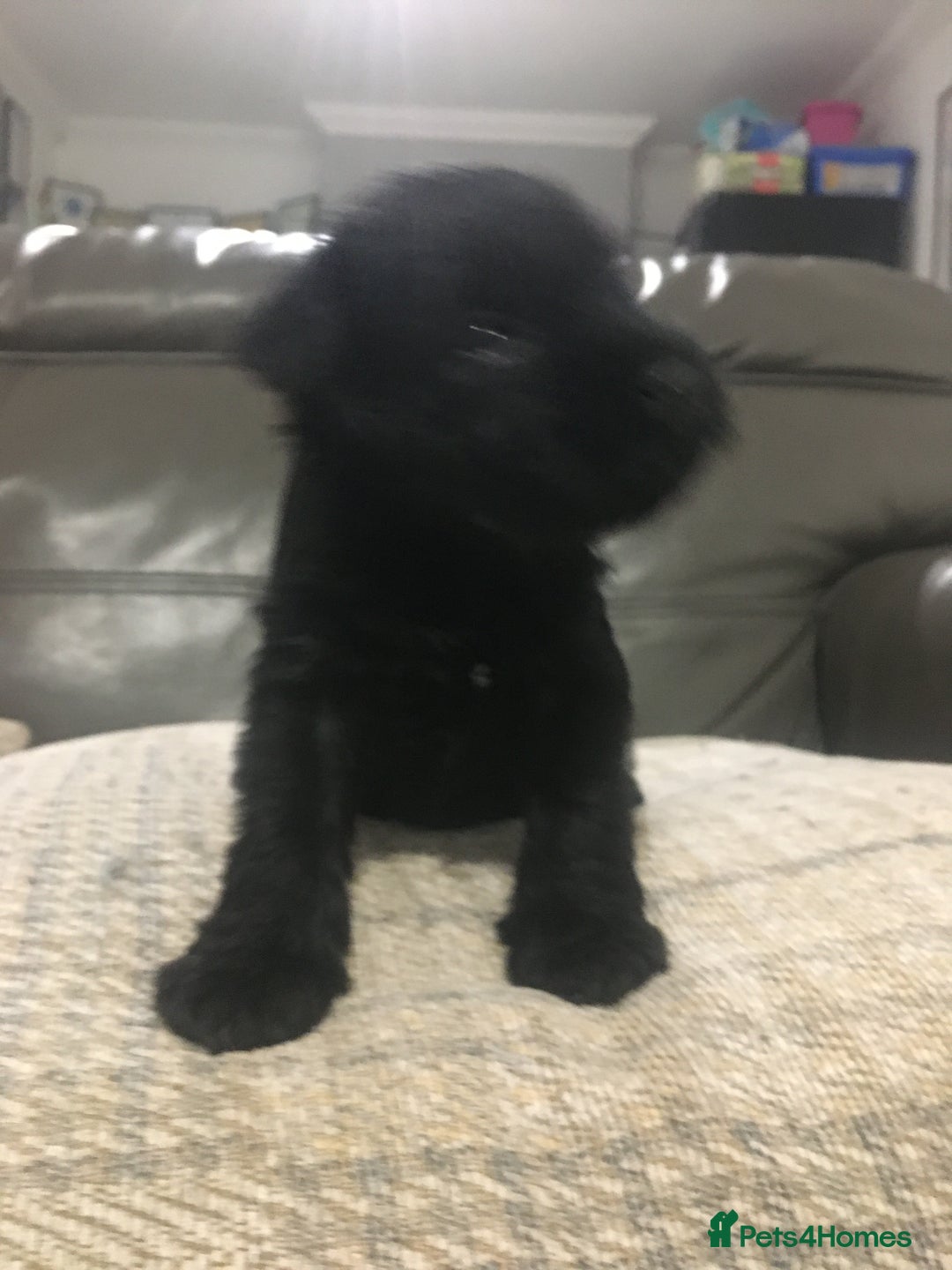 Miniature Schnauzer dogs for stud: KC MAC Black Miniature Schnauzer stud dog - Image 5