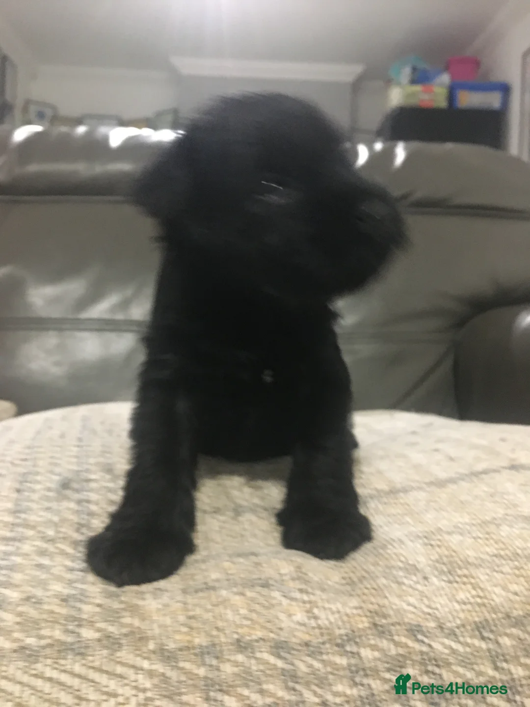 Miniature Schnauzer dogs for stud: KC MAC Black Miniature Schnauzer stud dog - Advert 6