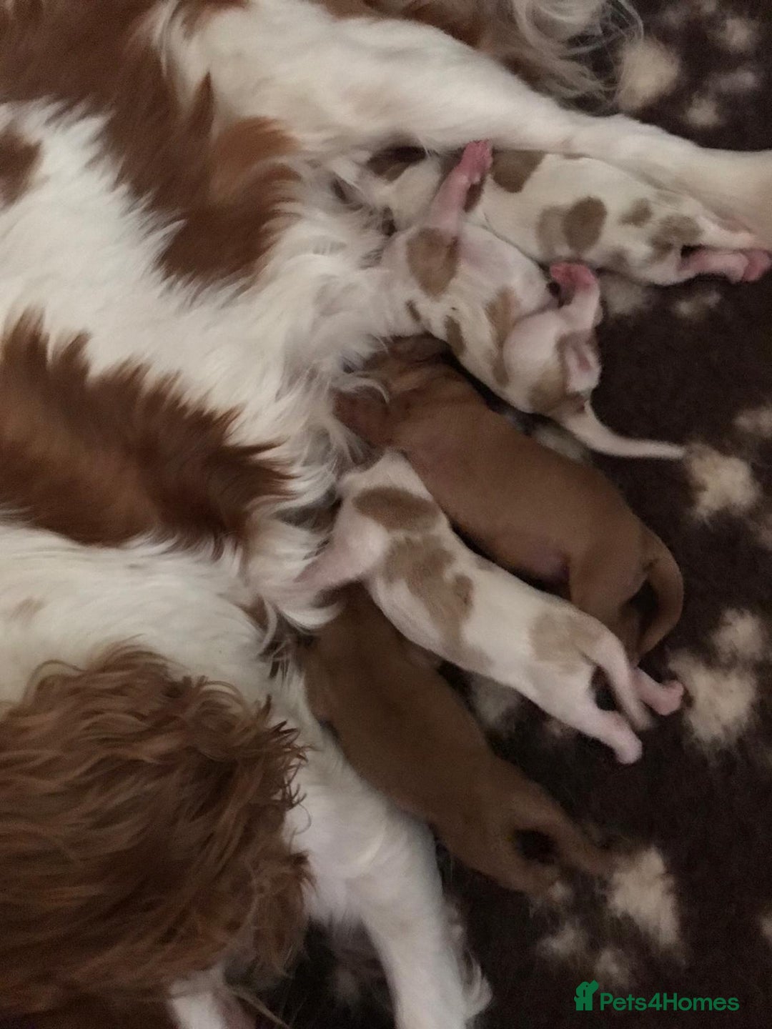 Cavalier King Charles Spaniel dogs for stud: PROVEN Heart and eye tested DE/CC/EF cavalier stud in Swansea - Advert 5