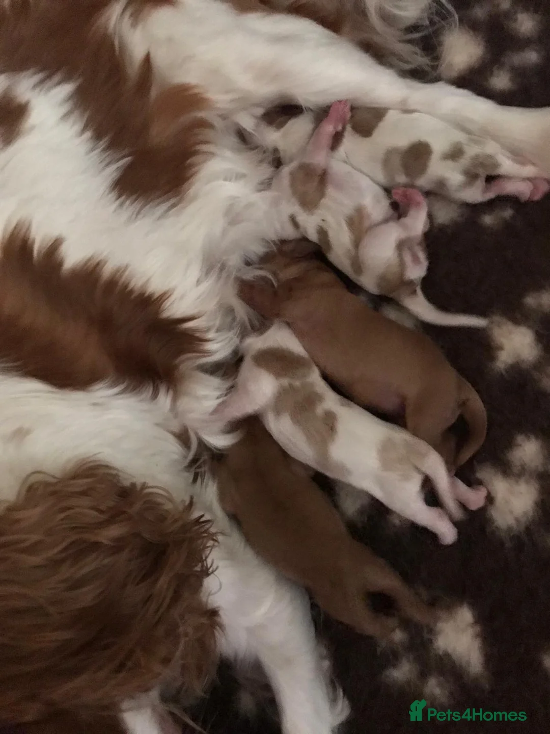 Cavalier King Charles Spaniel dogs for stud: PROVEN Heart and eye tested DE/CC/EF cavalier stud in Swansea - Advert 5