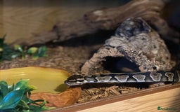Python Snake reptiles for sale: Ball Python & Vivarium - Advert 1