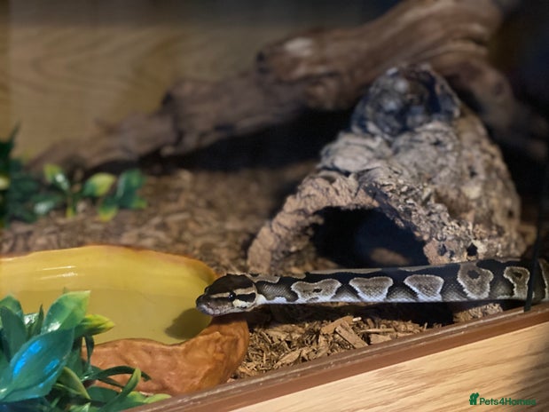 Python Snake reptiles Ball Python & Vivarium - Advert 1