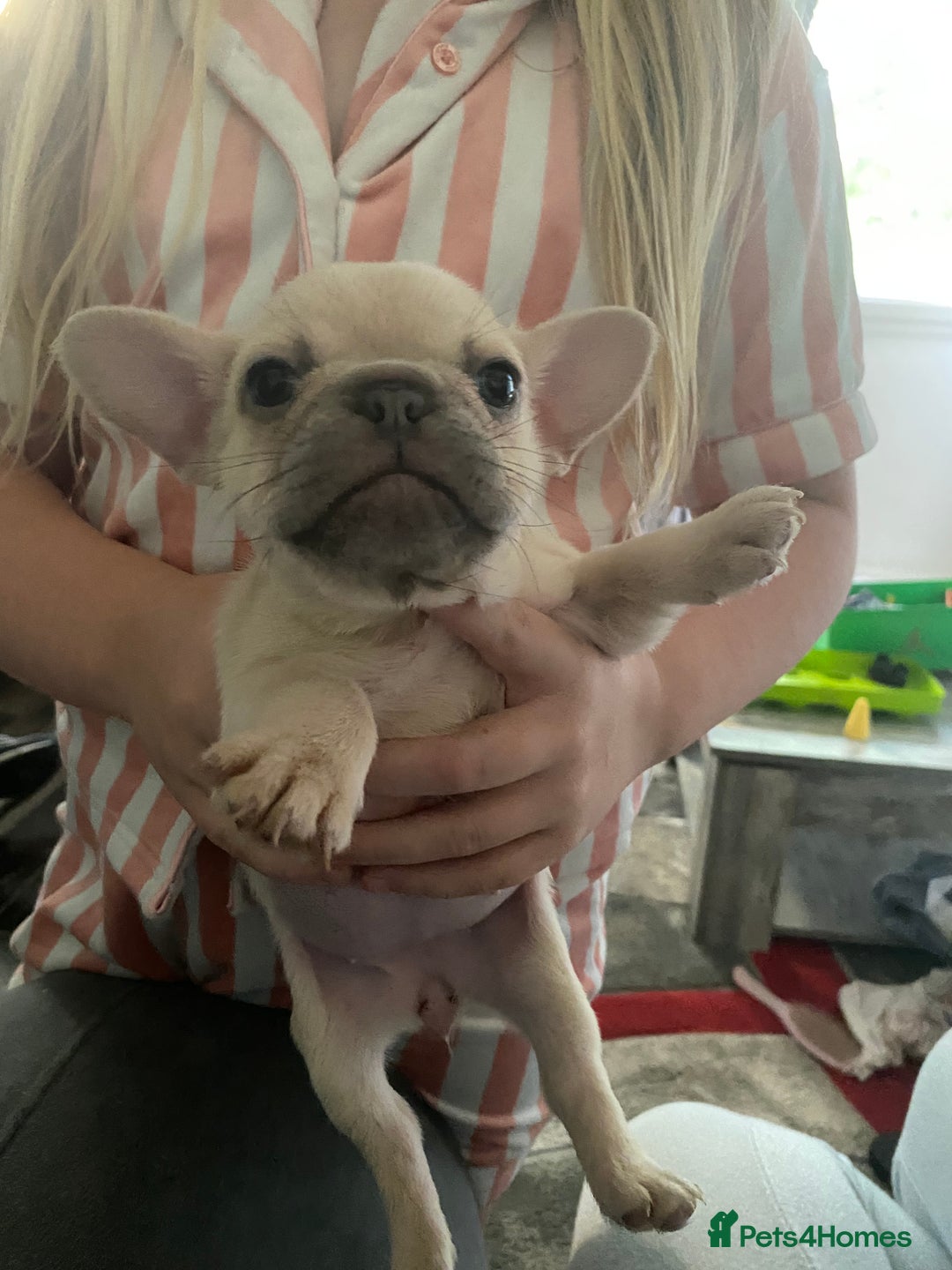 French Bulldog dogs for sale: Two French bulldog pups left discounted  - Image 3