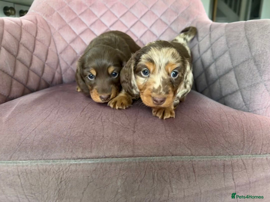 Miniature Dachshund dogs for sale: Long haired miniature dachshund pups - Advert 6