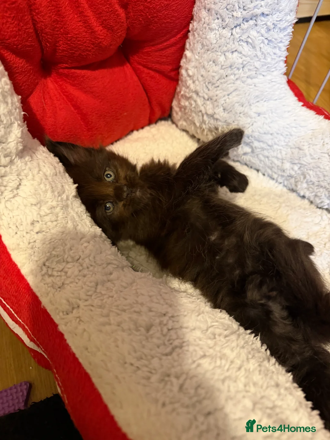 Maine Coon cats for sale: 5 Beautiful Mainecoon Kittens ❤️  - Advert 5