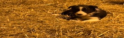 Border Collie dogs for sale: Collie pups  - Advert 7