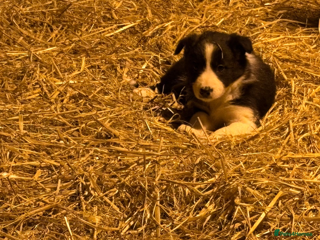 Border Collie dogs for sale: Collie pups  - Advert 7