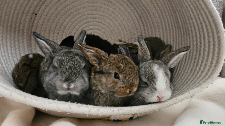 Mini Lop rabbits - Advert 1