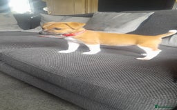 Plummer Terrier dogs for sale: Plummer terrier pups 1 girl left  - Image 2
