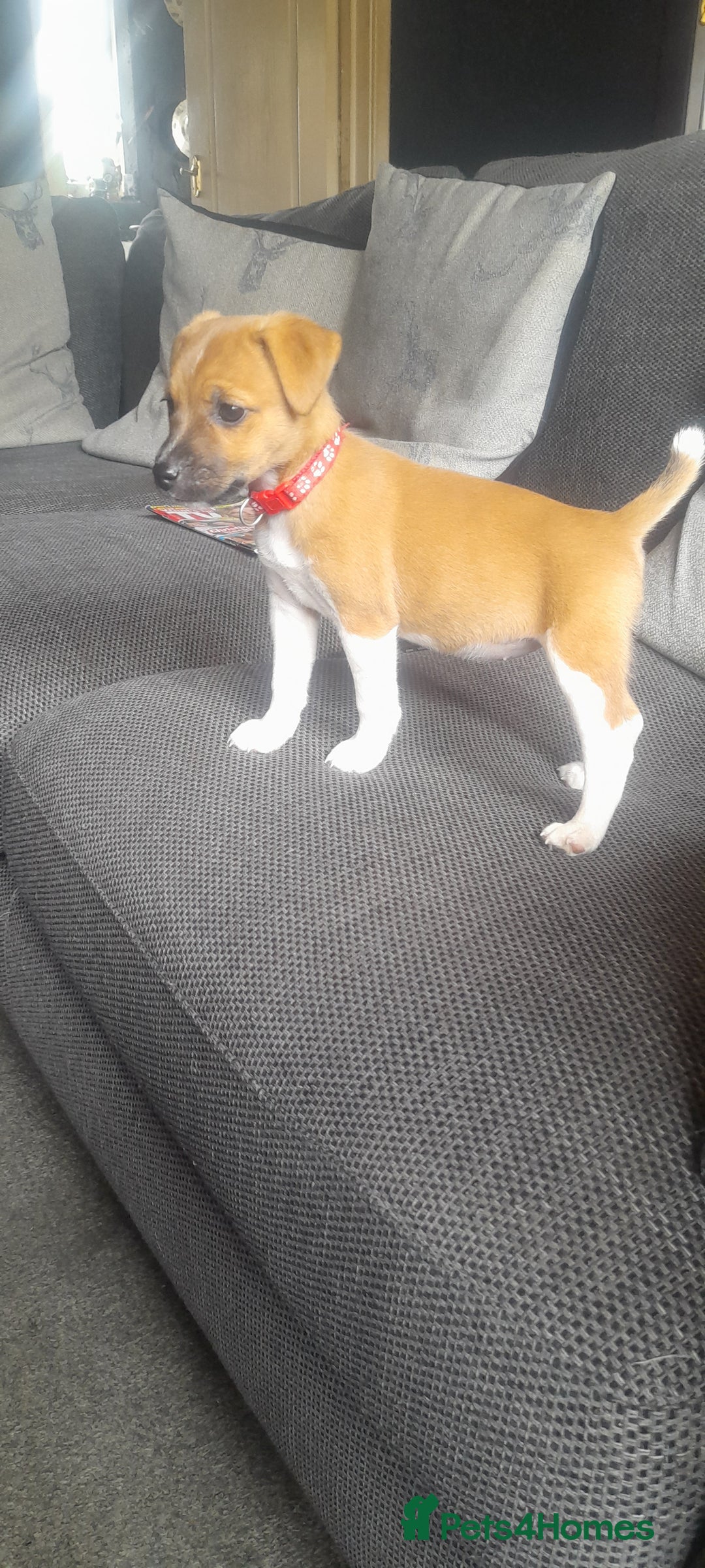 Plummer Terrier dogs for sale: Plummer terrier pups 1 girl left  - Image 2