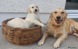 Golden Retriever dogs for sale: Beautiful Golden Retriever Puppies  - Image 2