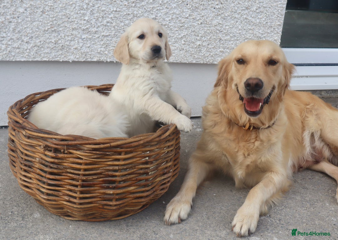 Golden Retriever dogs for sale: Beautiful Golden Retriever Puppies  - Image 2