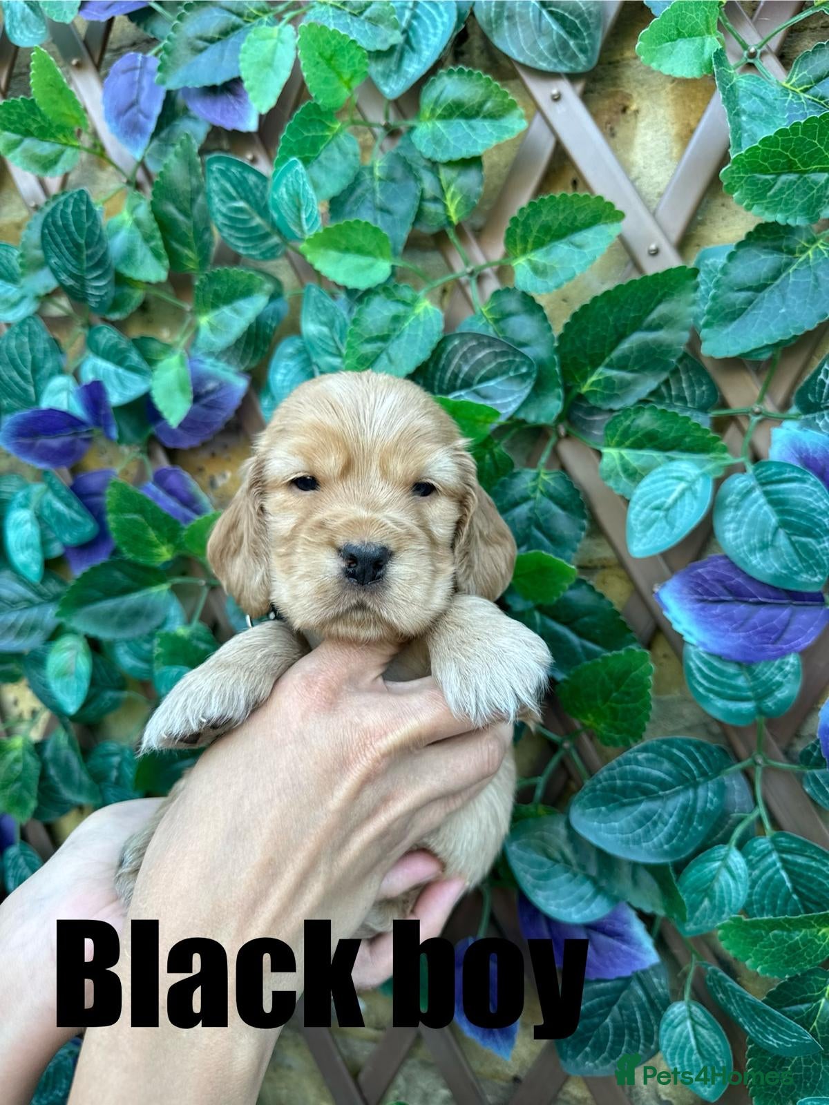 Cocker Spaniel dogs Superb show type cocker spaniel puppies  - Advert 2