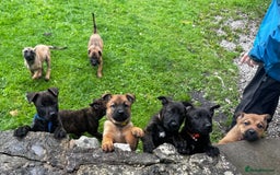 Mixed Breed dogs for sale: Dutch/Belgian malinois   - Image 14