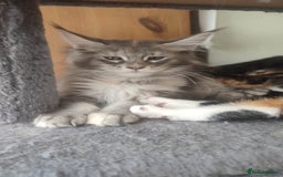 Maine Coon cats for sale: Maine Coon Kitten 3 - Fully health tested and Tica registered  - Image 9