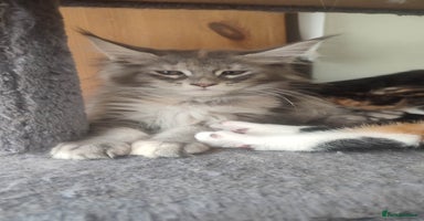 Maine Coon cats in Great Missenden - Advert 5