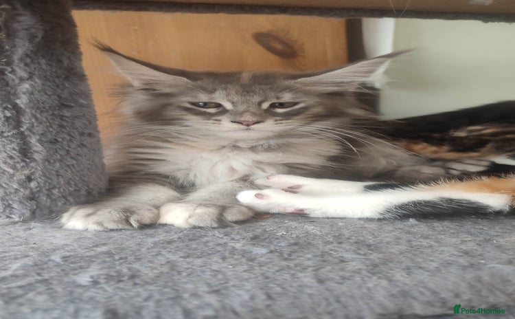 Maine Coon cats in Great Missenden - Advert 4
