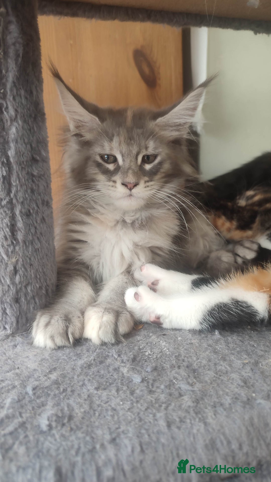 Maine Coon cats for sale: Maine Coon Kitten 3 - Fully health tested and Tica registered  - Image 9