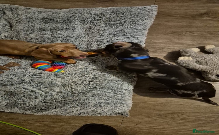Miniature Dachshund dogs - Advert 4