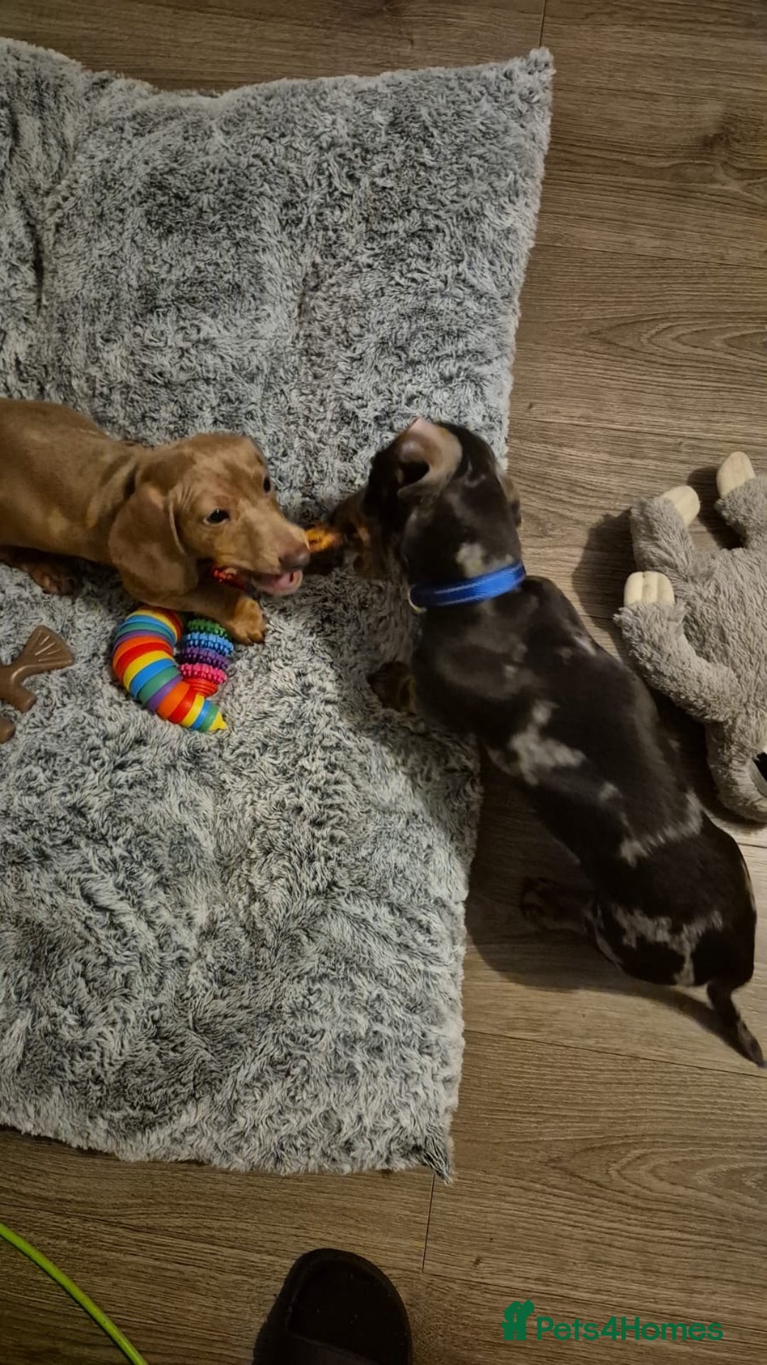 Miniature Dachshund dogs for sale: 2 Male Miniature Dachshunds  - Image 1