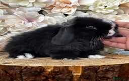 Mini Lop rabbits for sale: 🌟 PUREBRED MINI LOP BABIES 🌟 - Image 5
