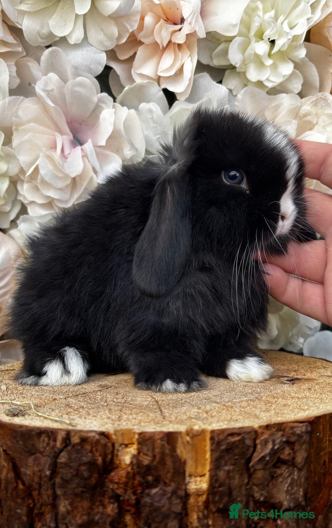 Mini Lop rabbits for sale: 🌟 PUREBRED MINI LOP BABIES 🌟 - Image 5