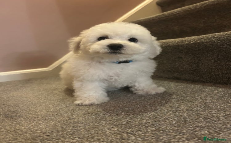 Bichon Frise dogs - Advert 2