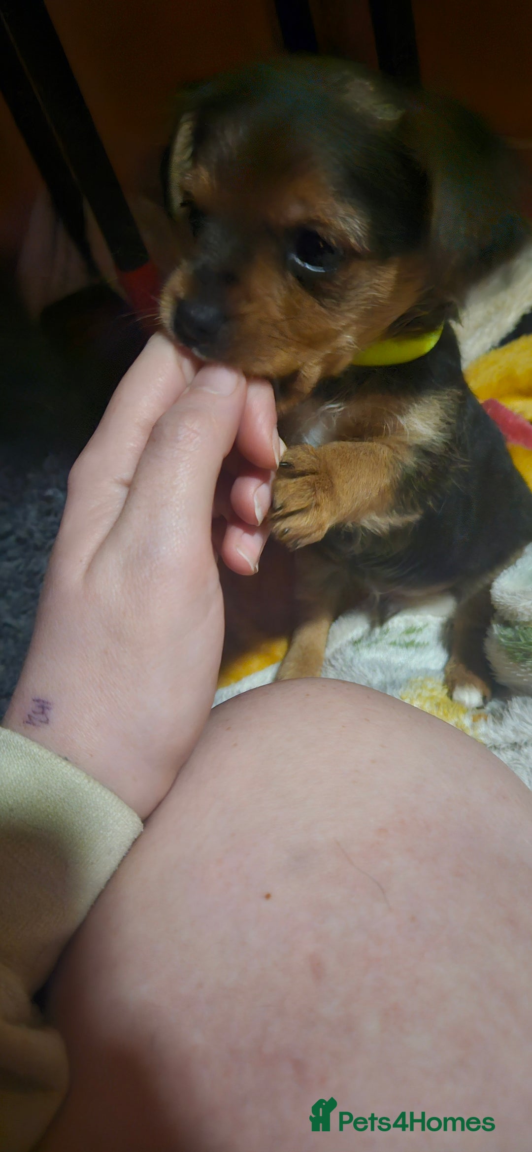 Mixed Breed dogs for sale:  **  yorkshire x full sized yorkshire terrier - Advert 4