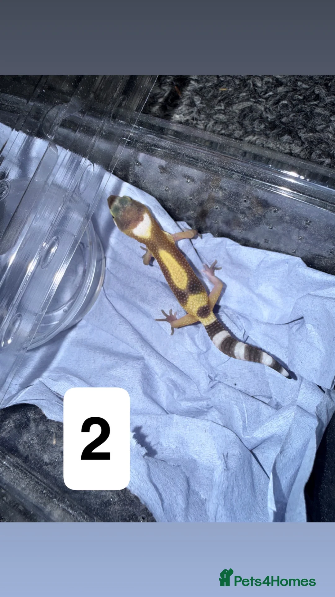 Gecko reptiles for sale: Baby leopard geckos in Runcorn - Advert 4