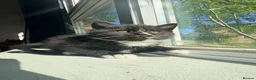Exotic cats for sale: Beautiful boys - Advert 2