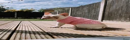 French Bulldog dogs for sale: Suki looking for her forever home in Telford - Advert 3
