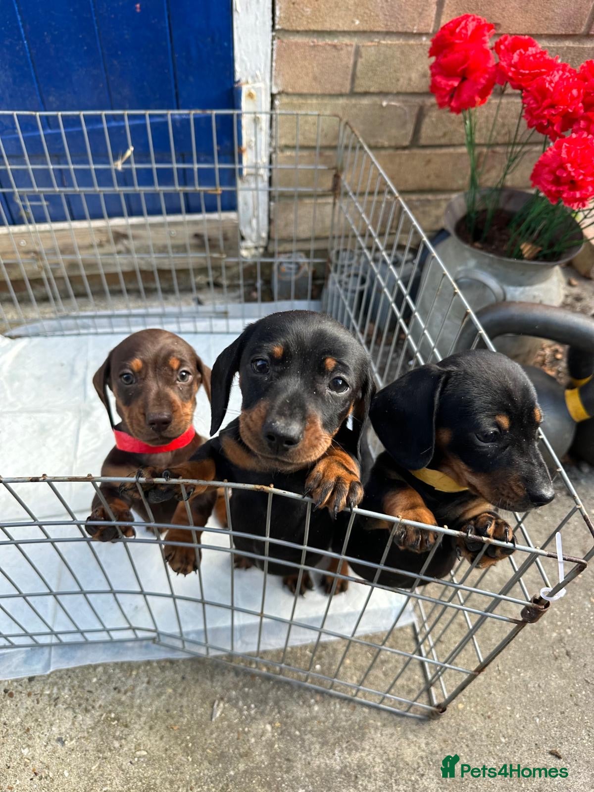 Miniature Dachshund dogs Gorgeous miniature dachshund puppies  - Advert 14