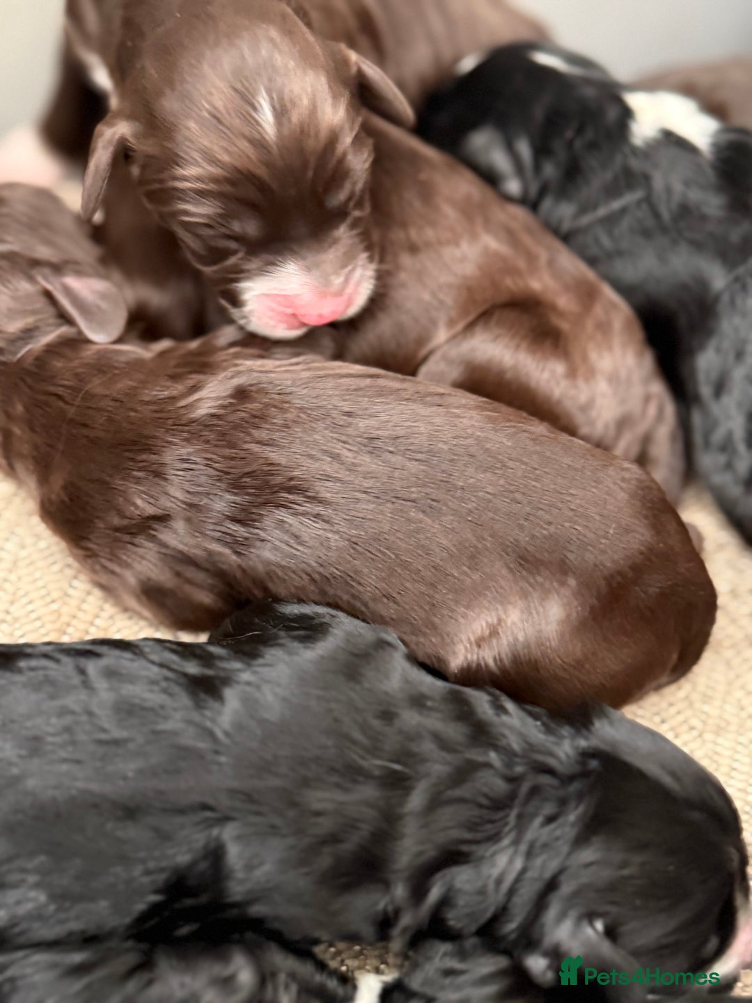Cockapoo dogs for sale: Miniature f1 Cockapoos puppies - Advert 18