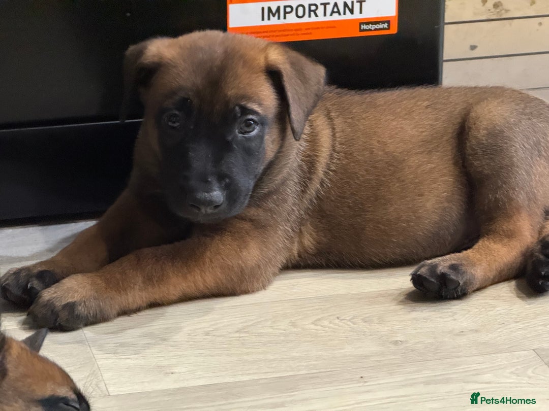 Belgian Shepherd Dog dogs for sale: Belgian Malinois puppies KC registered in Hartlepool - Image 26