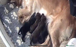 Cockapoo dogs for sale: Beautiful cockapoos  - Image 7