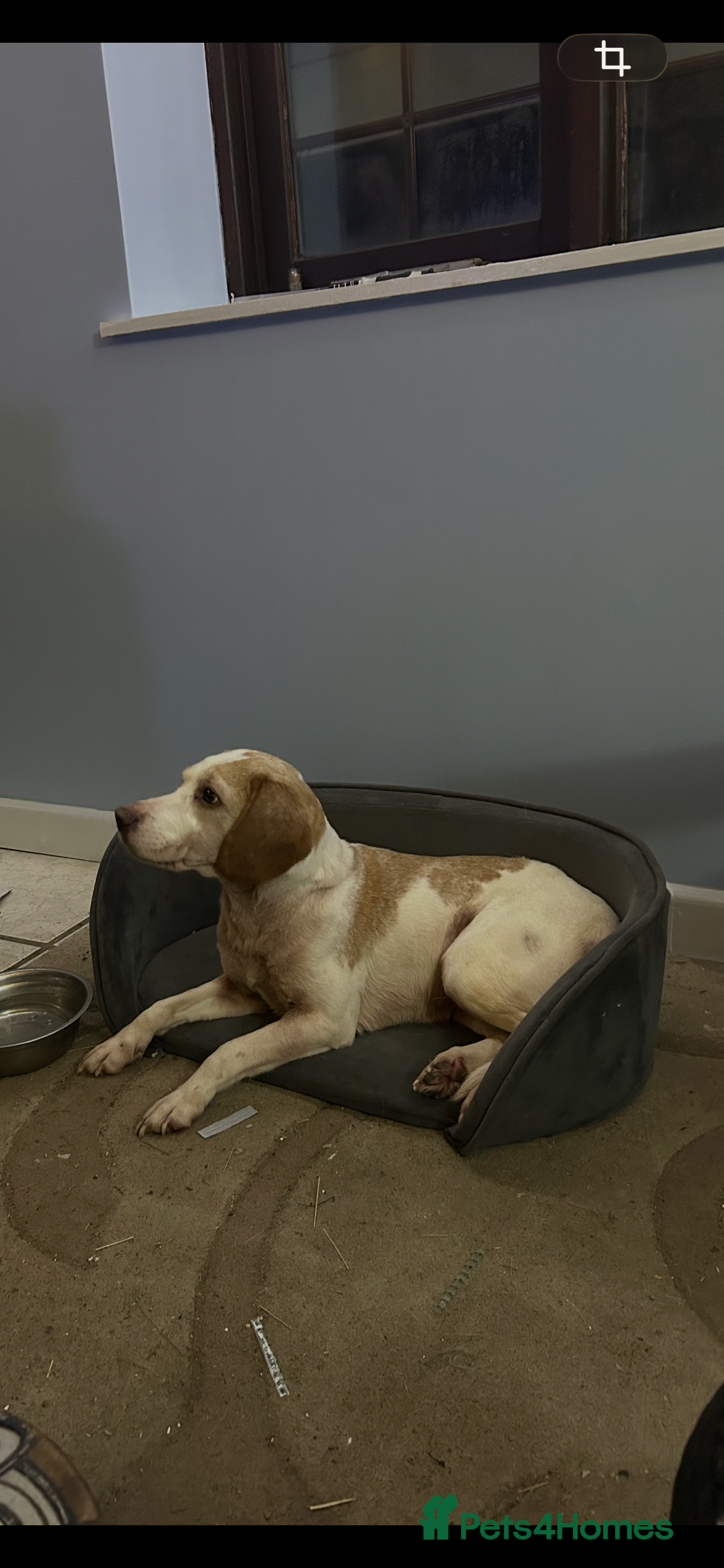 Beagle dogs Beagle girl - Advert 3