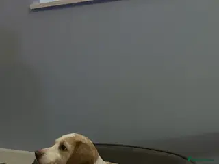 Beagle dogs Beagle girl - Advert 3