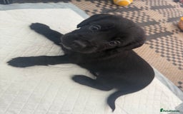 Cocker Spaniel dogs for sale: Cocker spaniel puppies  - Image 3