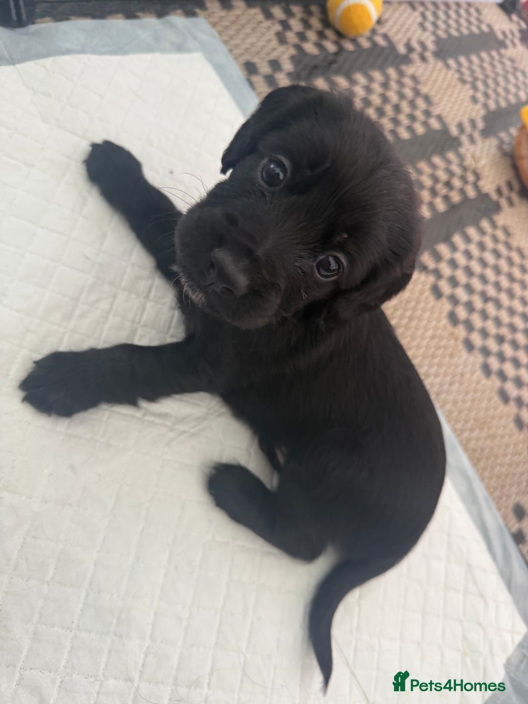 Cocker Spaniel dogs for sale: Cocker spaniel puppies  - Image 3