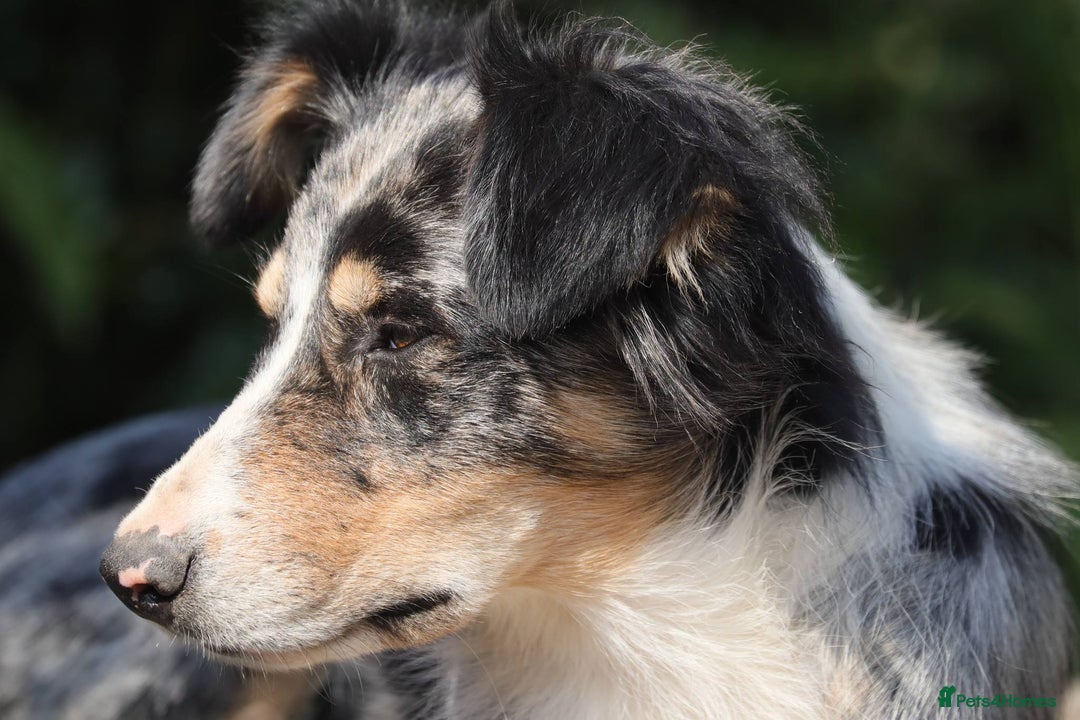 Border Collie dogs for sale: Border Collie sheepdog pups  - Image 8