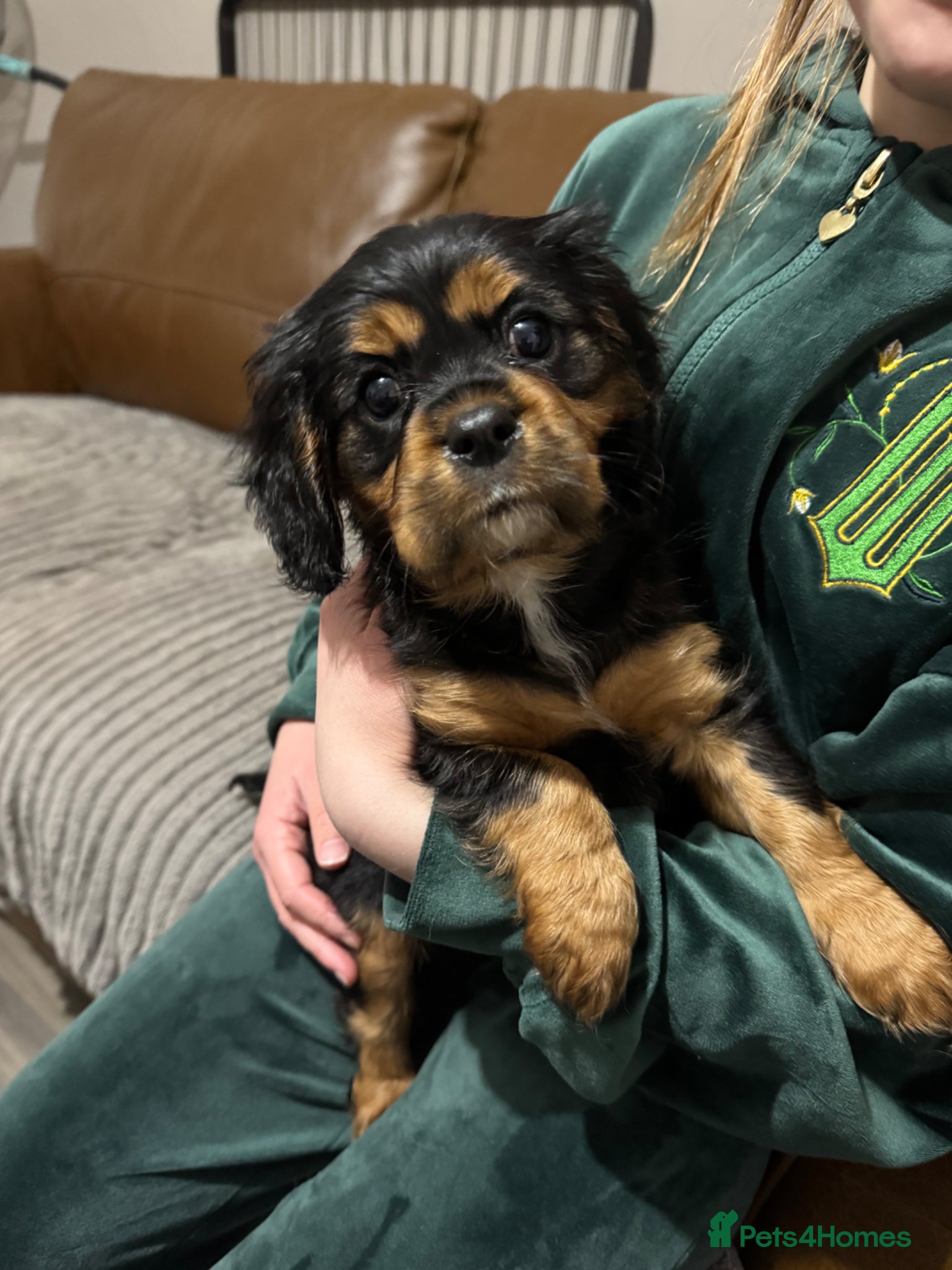 Cavalier King Charles Spaniel dogs KC/HEALTH TESTED Cavalier King Charles spaniel pup - Advert 15