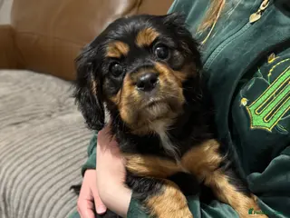 Cavalier King Charles Spaniel dogs KC/HEALTH TESTED Cavalier King Charles spaniel pup - Advert 15