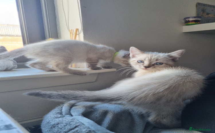 Ragdoll cats - Advert 13