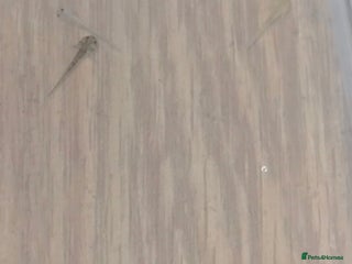 Axolotl reptiles Axolotl - Advert 3