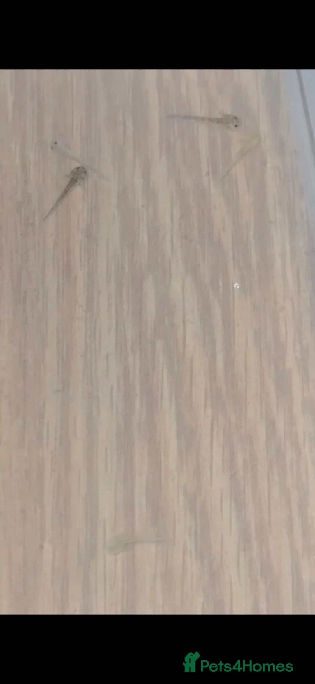 Axolotl reptiles for sale: Axolotl - Advert 2