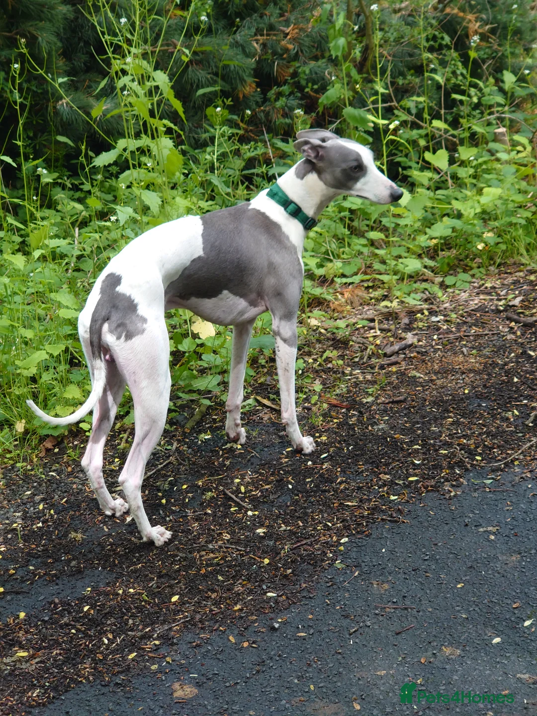 Whippet dogs for stud: Full cream kc and blue white parti kc for stud in Crook - Advert 17